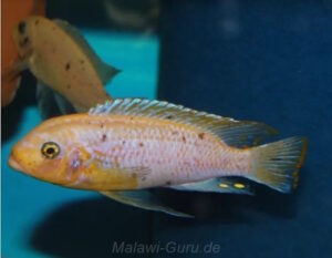 Metriaclima fainzilbergi 'Puulu'